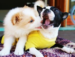 Honden