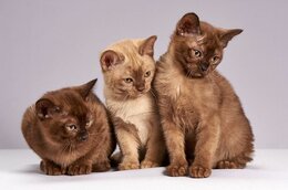 Katten