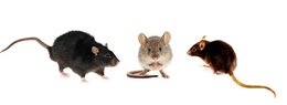 Edialux Ratten- und Mäusegift und -fallen