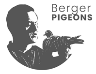 Berger Pigeons Voer