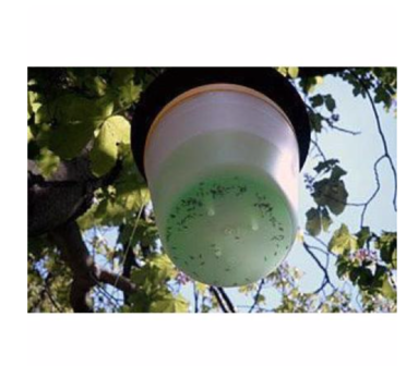 Edialux Garden Products - Chestnut moth trap ampoule pheromone