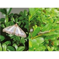 DCM - Feromonen tegen buxusmot -  4st